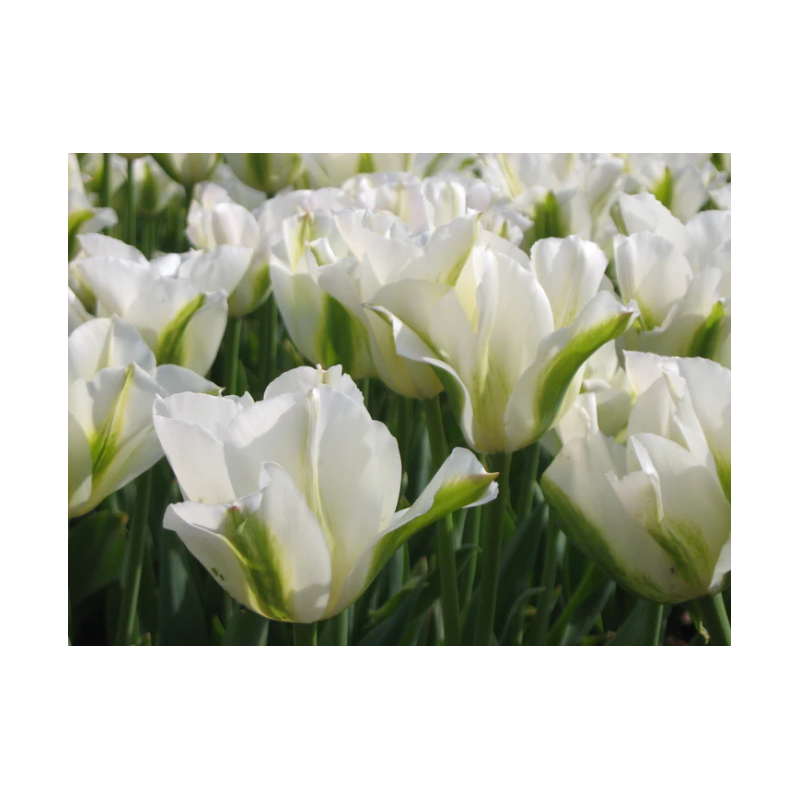 tulipe blanche vindiflora spring green