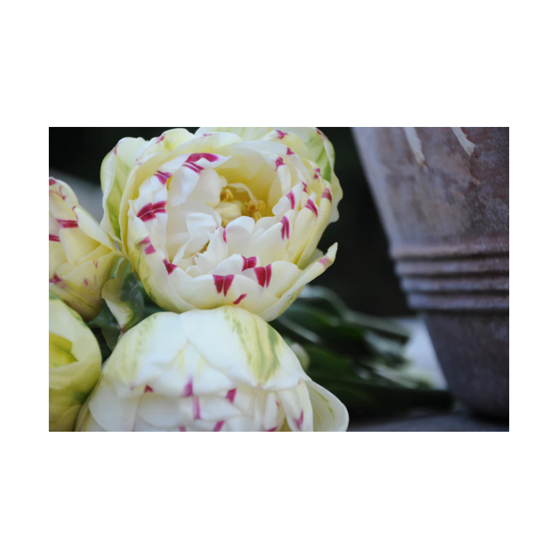 tulipe double tardive Danceline tulipe double tardive Danceline