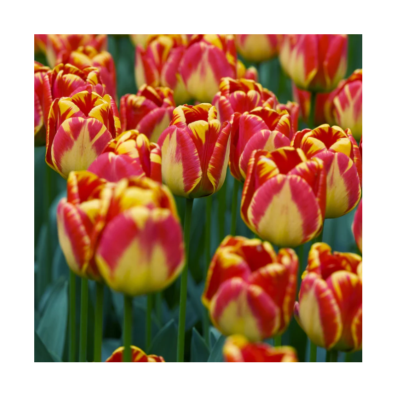 tulipe Darwin Benja Luka tulipe Darwin Benja Luka
