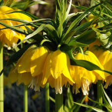 fritillaire lutea bulbe calibre 24/+ - couronne impériale