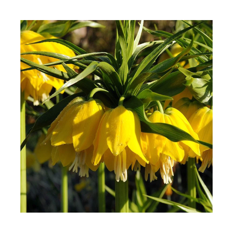 fritillaire lutea bulbe calibre 24/+ - couronne impériale