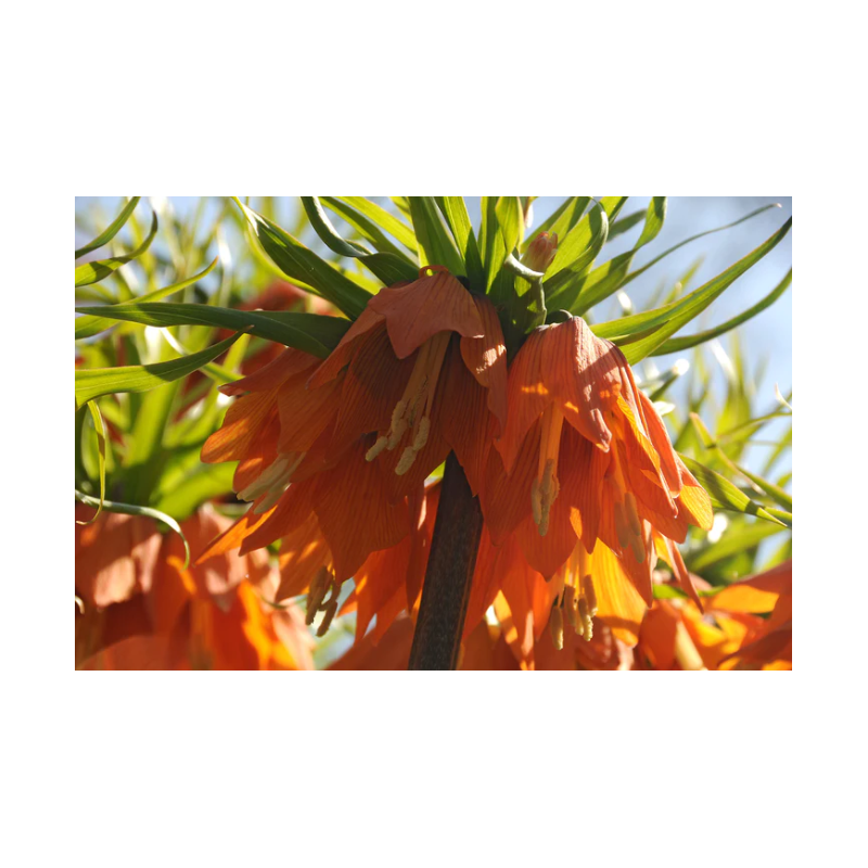 fritillaire rouge orange - bulbe calibre 24/+