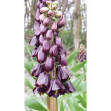 fritillaria persica purple Dynamite - bulbe calibre 20/+ cm