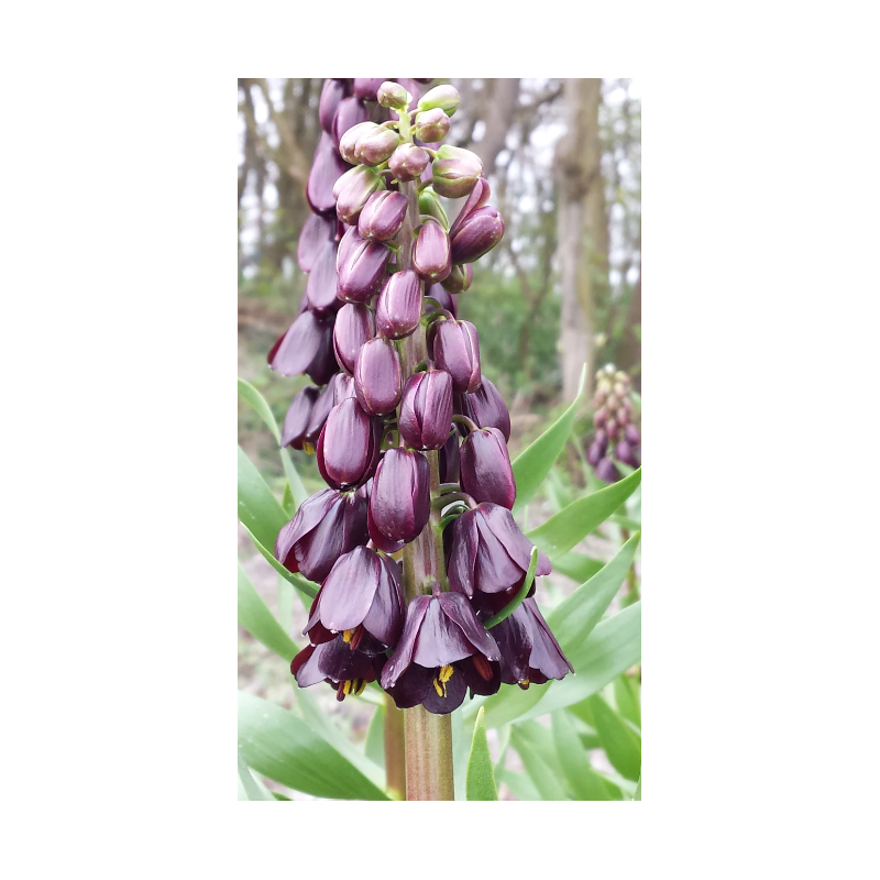 fritillaria persica purple Dynamite - bulbe calibre 20/+ cm