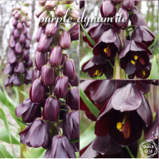 fritillaria persica purple Dynamite - bulbe calibre 24 cm