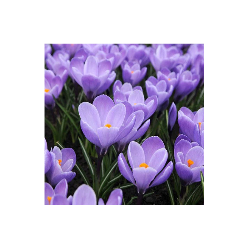 crocus bleu grand Maître - calibre 8/9 crocus bleu grand Maître - calibre 8/9