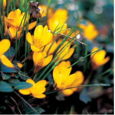 crocus botanique jaune - fuscotinctus - calibre 5/7