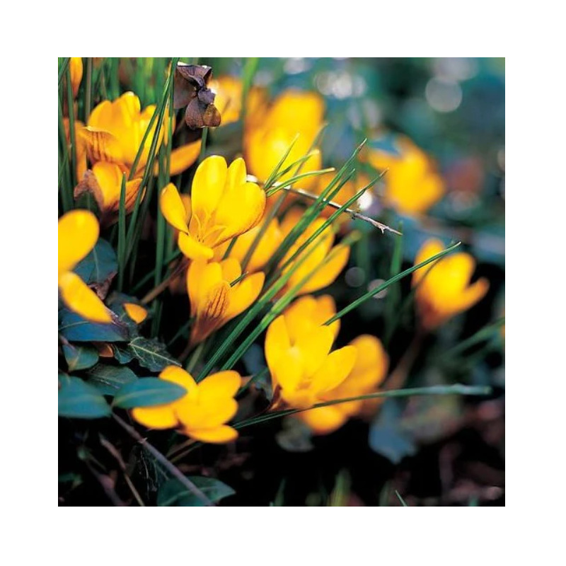 crocus botanique jaune - fuscotinctus - calibre 5/7