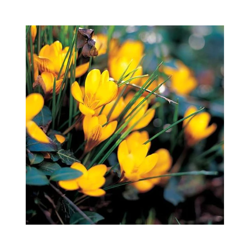 crocus botanique jaune - fuscotinctus - calibre 5/7 crocus botanique jaune - fuscotinctus - calibre 5/7