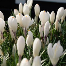 crocus blanc Jeanne d'Arc - bulbes calibre 8/9