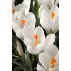 crocus blanc Jeanne d'Arc - bulbes calibre 8/9