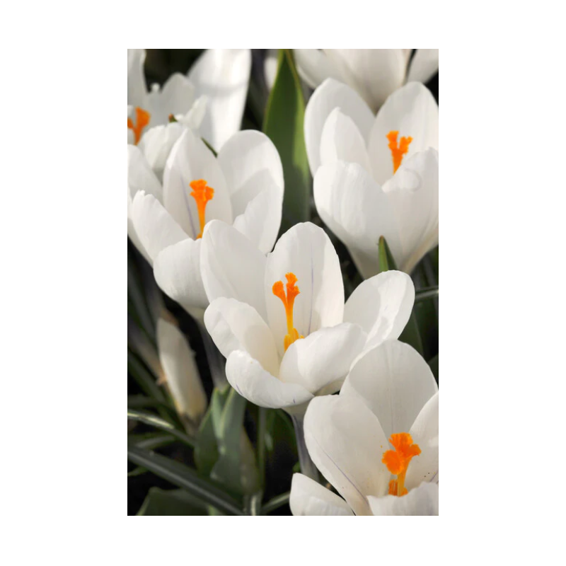 crocus blanc Jeanne d'Arc - bulbes calibre 8/9 crocus blanc Jeanne d'Arc - bulbes calibre 8/9