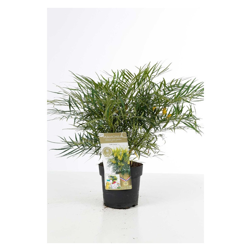 mahonia eurybracteata soft caress en pot de 3 litres