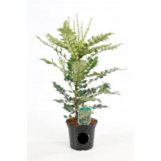 mahonia winter Sun pot de 3 litres 40/+ cm