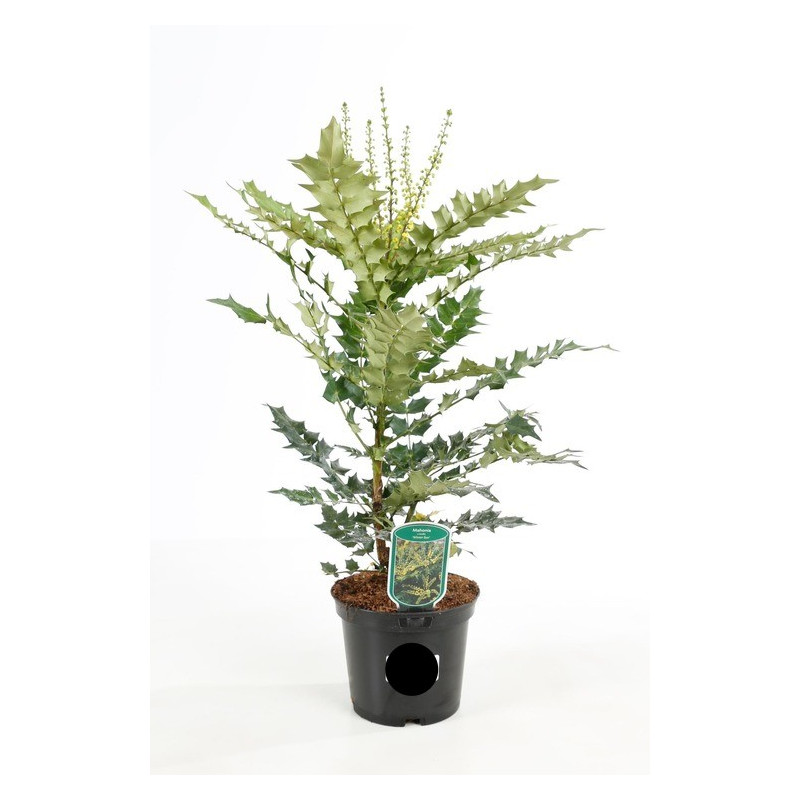 mahonia winter Sun pot de 3 litres 40/+ cm