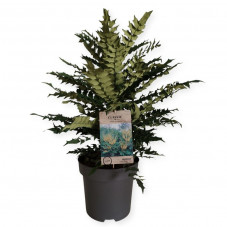 mahonia winter sun pot de 12 litres 50/+ cm