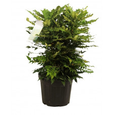 mahonia winter sun grosse taille pot de 35 litres 80/100 cm