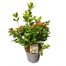 laurier tin Gwenllian pot de 4 litres 40/+ cm