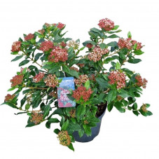 laurier tin Gwenllian pot de 7.5 litres 40/60 cm