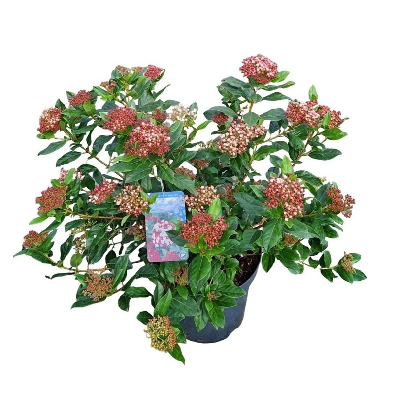 laurier tin Gwenllian pot de 7.5 litres 40/60 cm laurier tin Gwenllian pot de 7.5 litres 40/60 cm