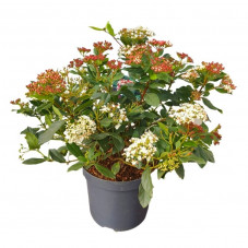 laurier tin Gwenllian - pot de 7.5 litres 40/60 cm