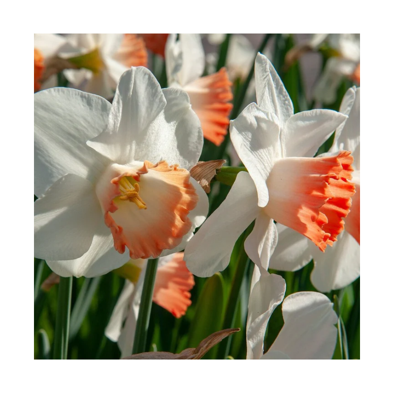 narcisse Pink Pride - calibre 14/16 blanc à coupe rose