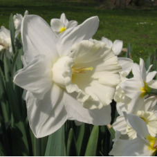 narcisse à fleurs blanches Mount Hood - calibre 14/16