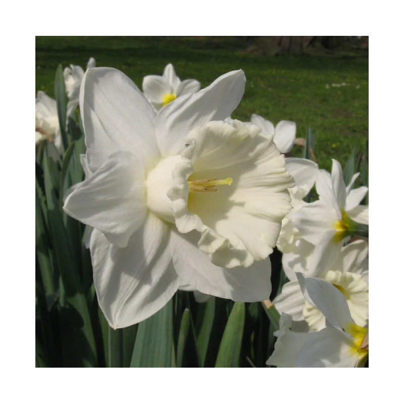 narcisse à fleurs blanches Mount Hood - calibre 14/16