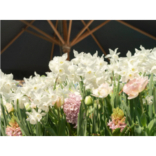 Massif de narcisses à fleurs blanches Mount Hood - calibre 14/16