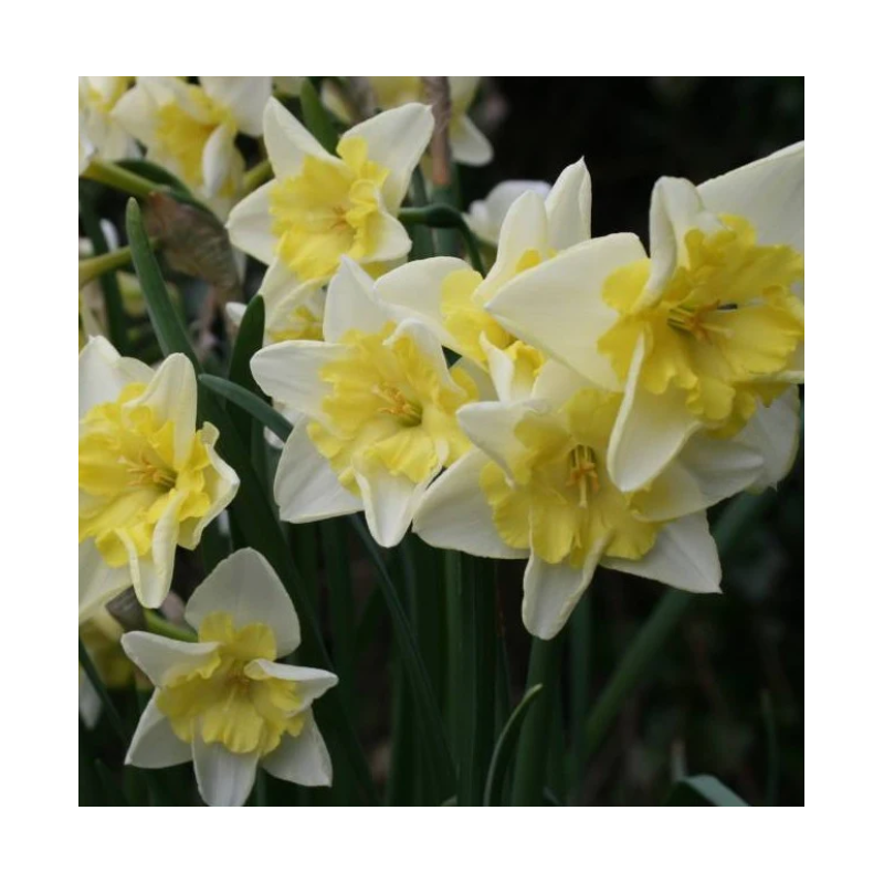 narcisse papillon Prom Dance bulbes 12/16 narcisse papillon Prom Dance bulbes 12/16