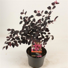 Loropetalum Fire Dance en pot de 2 litres - 30/40 cm