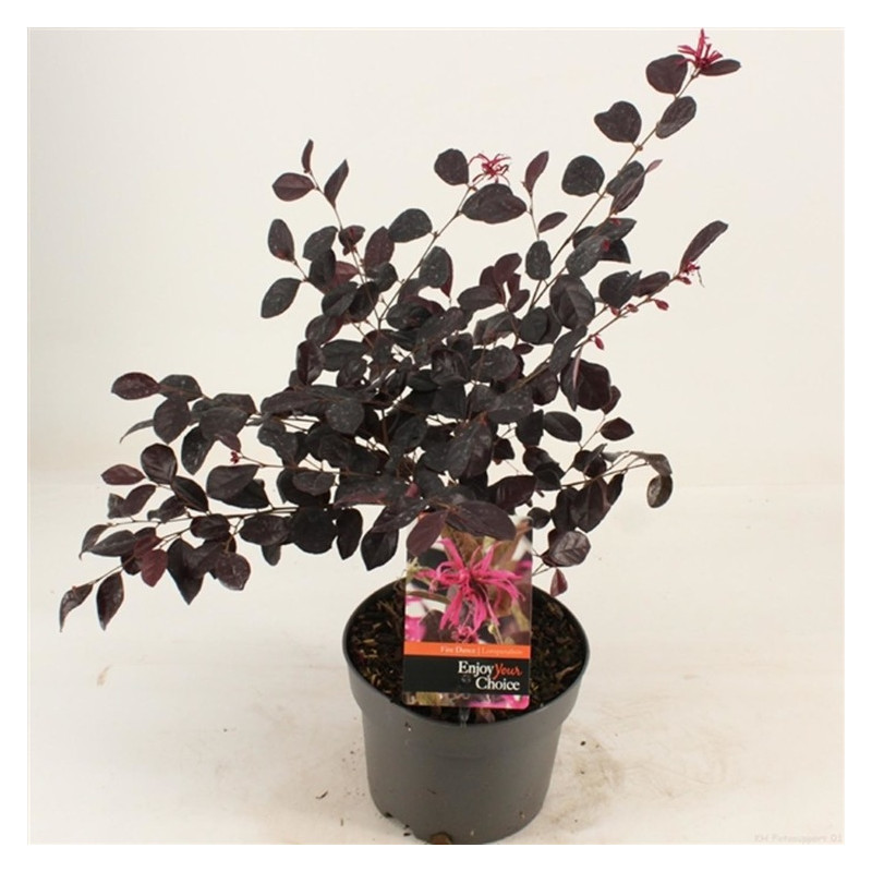 Loropetalum Fire Dance en pot de 2 litres - 30/40 cm