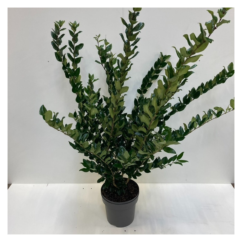 troène de Chine lucidum - troène luisant 80/100 cm - pot de 12 litres troène de Chine lucidum - troène luisant 80/100 cm - pot de 12 litres