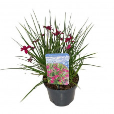 rhodohypoxis Beverly en pot de 2 litres