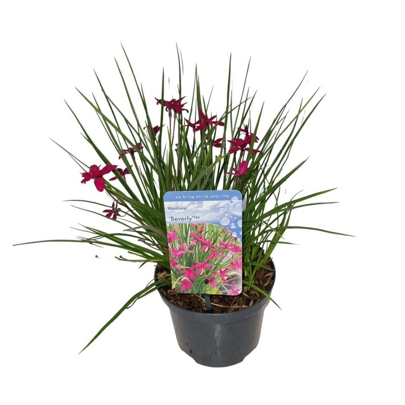 rhodohypoxis Beverly en pot de 2 litres rhodohypoxis Beverly en pot de 2 litres