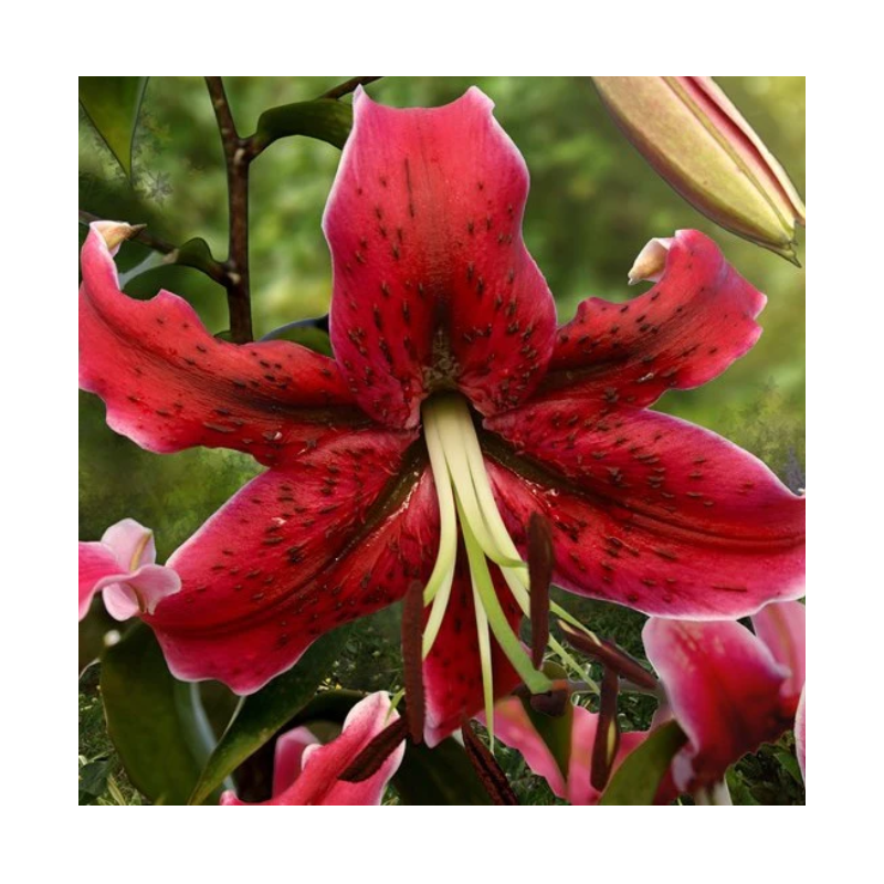 lis Miss Feya - lilium calibre 16/18