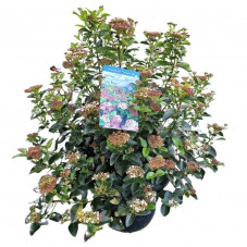 laurier tin Lisarose 80 cm - pot de 30 litres