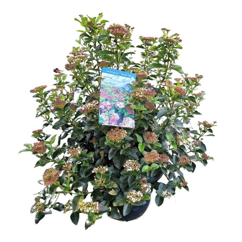 laurier tin Lisarose 80 cm - pot de 30 litres