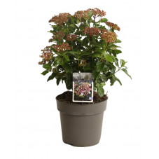 laurier tin Lisarose en pot de 3 litres 40 cm