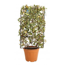 chalef viveleg espalier 90 cm x 50 cm en pot de 18 litres - elaeagnus