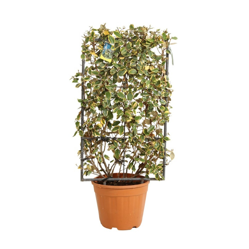 chalef viveleg espalier 90 cm x 50 cm en pot de 18 litres - elaeagnus