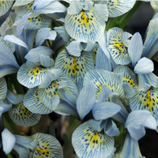 iris botanique Katharine Hodgkin calibre 6/+