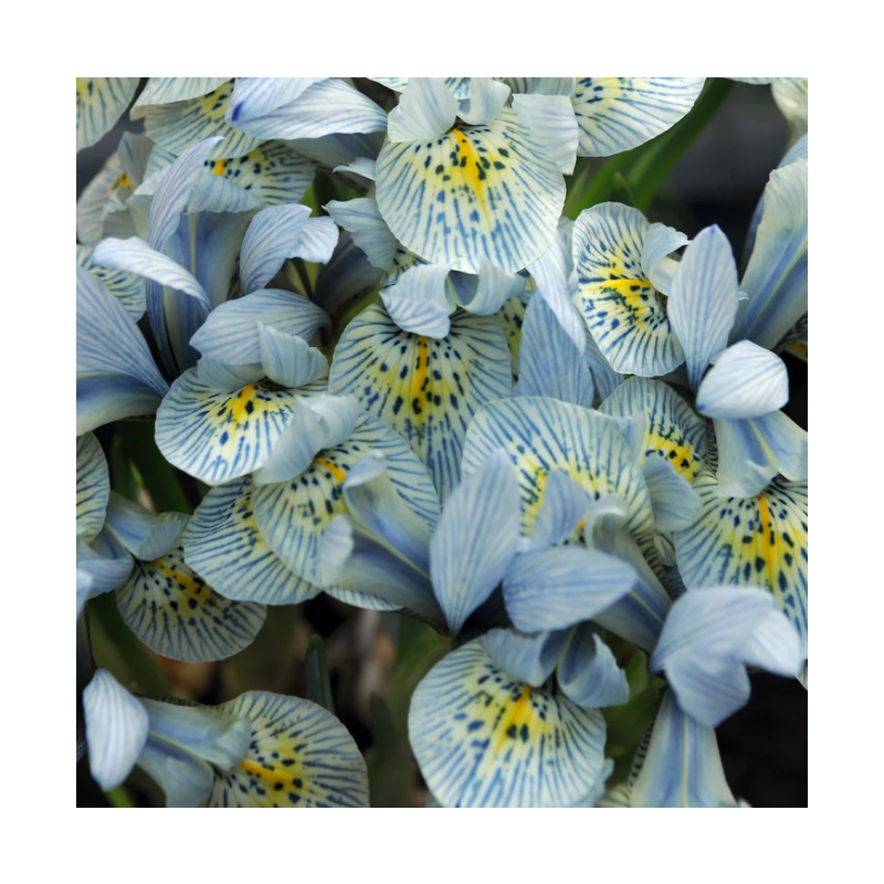 iris botanique Katharine Hodgkin calibre 6/+