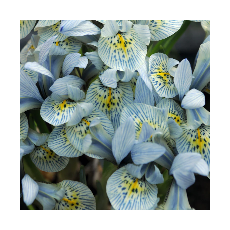 iris botanique Katharine Hodgkin calibre 6/+ iris botanique Katharine Hodgkin calibre 6/+