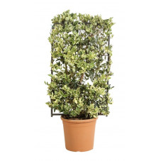 troène du Japon en espalier silver star 90x50 cm en pot de 18 litres