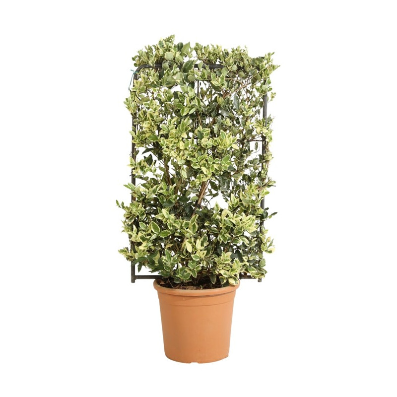 troène du Japon en espalier silver star 90x50 cm en pot de 18 litres