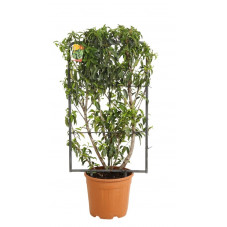 laurier du Portugal espalier - prunus lusitanica 90 cm x 50 cm - pot de 18 litres