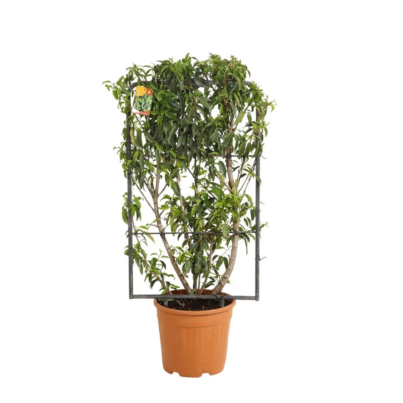 laurier du Portugal espalier - prunus lusitanica 90 cm x 50 cm - pot de 18 litres