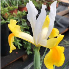 iris de Hollande jaune blanc Montecito calibre 10/+