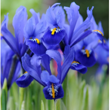 iris botanique reticulata calibre 6/+